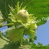 Лещина древовидная Медвежий орех, Турецкий орех (Treelike Bear Walnut, Turkish Walnut) 1