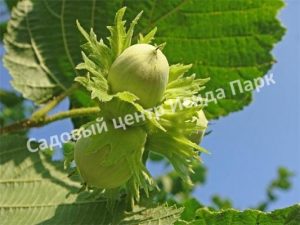 Лещина древовидная Медвежий орех, Турецкий орех (Treelike Bear Walnut, Turkish Walnut)