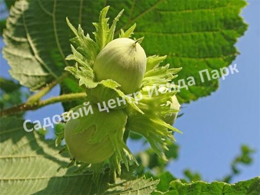 Лещина древовидная Медвежий орех, Турецкий орех (Treelike Bear Walnut, Turkish Walnut) Лещина древовидная Медвежий орех, Турецкий орех (Treelike Bear Walnut, Turkish Walnut)