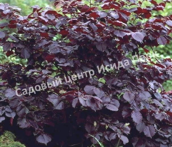 Лещина Фускорубра (Fuscorubra) Лещина Фускорубра (Fuscorubra)