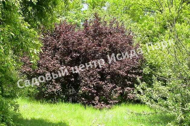 Лещина Фускорубра (Fuscorubra) Лещина Фускорубра (Fuscorubra)