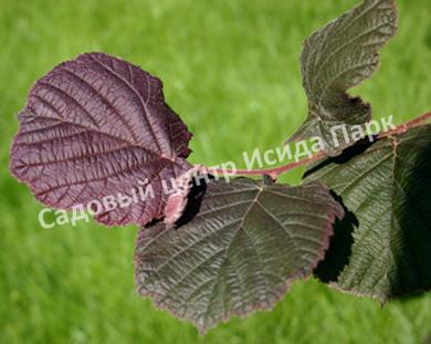 Лещина Фускорубра (Fuscorubra) Лещина Фускорубра (Fuscorubra)