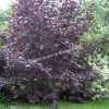 Лещина крупная Пурпуреа (large Purpurea) 4