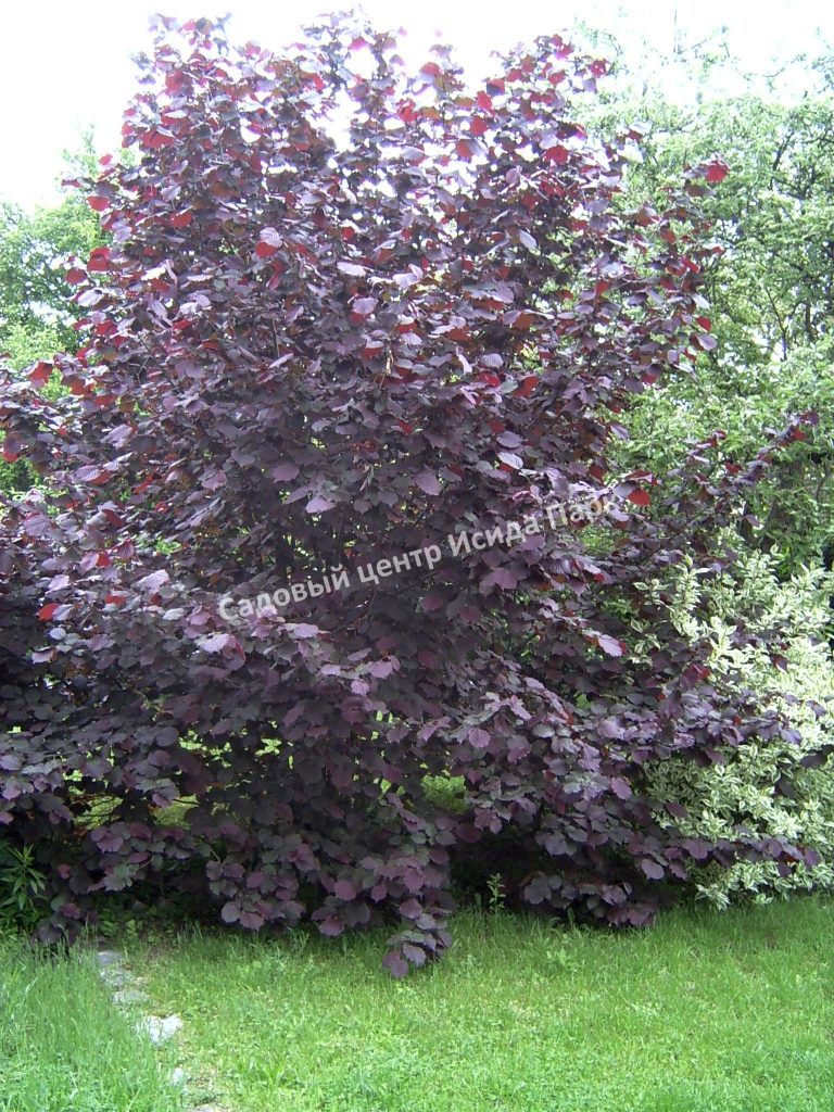 Лещина крупная Пурпуреа (large Purpurea)