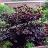 Лещина крупная Пурпуреа (large Purpurea) 3