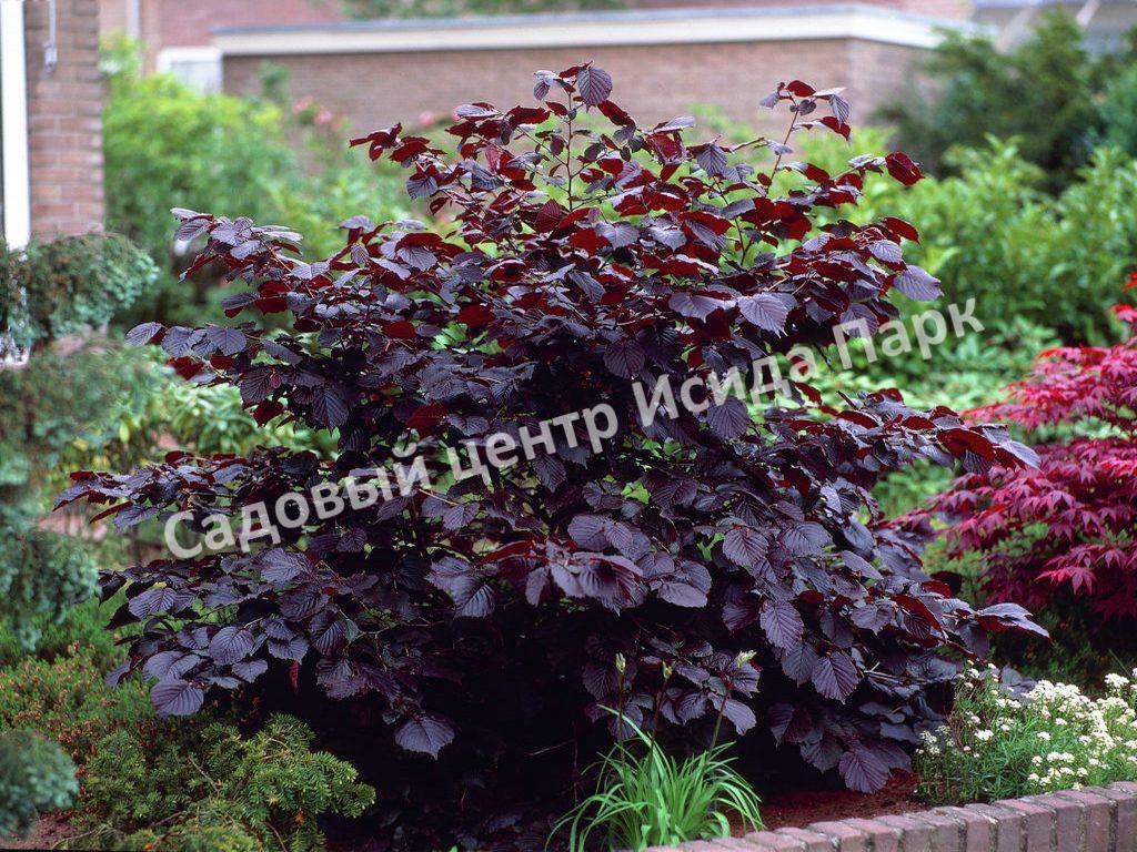 Лещина крупная Пурпуреа (large Purpurea) Лещина крупная Пурпуреа (large Purpurea)