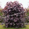 Лещина крупная Пурпуреа (large Purpurea) 2
