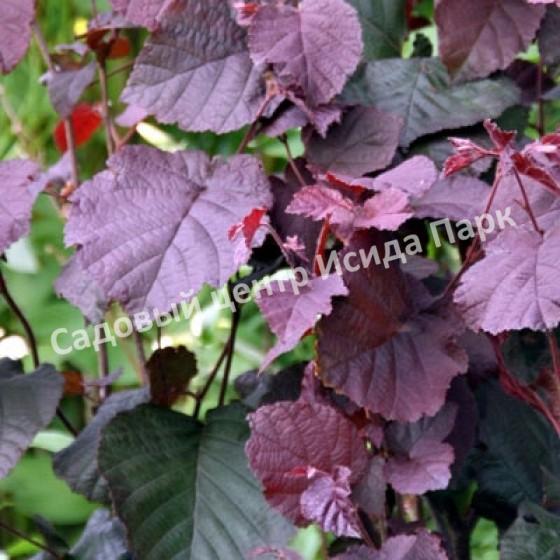 Лещина крупная Пурпуреа (large Purpurea) Лещина крупная Пурпуреа (large Purpurea)