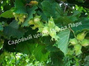 Фундук Лещина Кубань (Kuban)