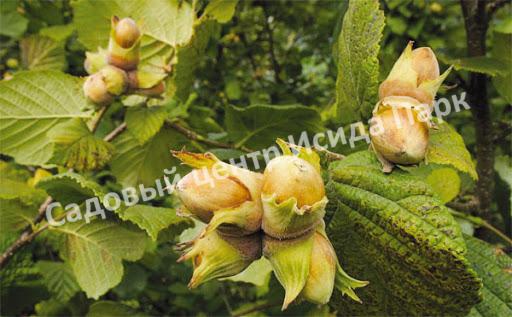 Фундук лещина Кудрайф (Kudraif) Фундук лещина Кудрайф (Kudraif)