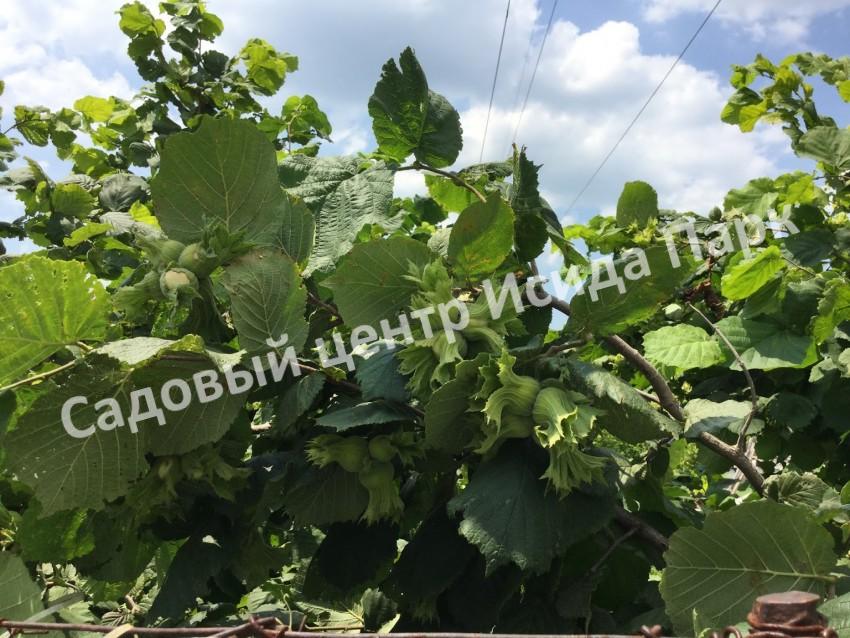 Фундук лещина Кудрайф (Kudraif) Фундук лещина Кудрайф (Kudraif)