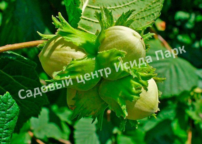 Фундук Лещина Лентина (Lentina) Фундук Лещина Лентина (Lentina)