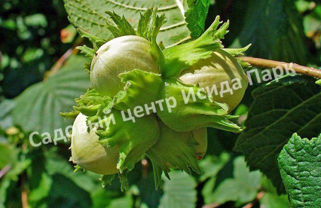 Фундук Лещина Лентина (Lentina) Фундук Лещина Лентина (Lentina)