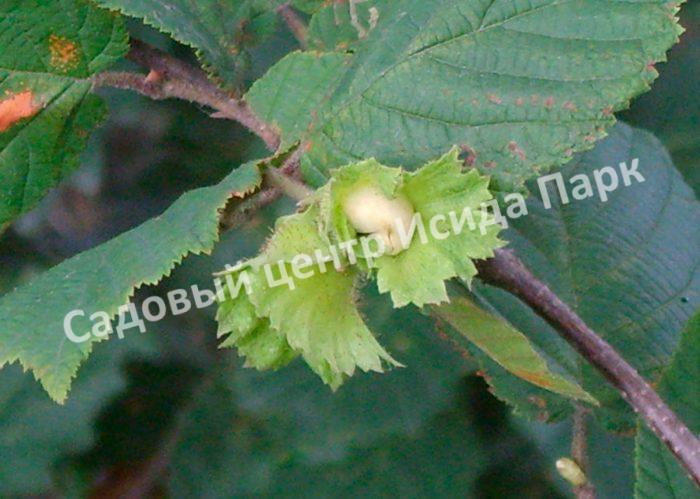 Фундук Лещина Лентина (Lentina) Фундук Лещина Лентина (Lentina)