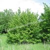 Лещина обыкновенная (Corylus avellana) 1 Лещина обыкновенная (Corylus avellana) 1