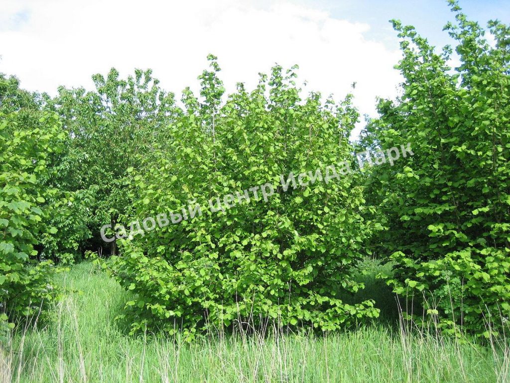 Лещина обыкновенная (Corylus avellana) Лещина обыкновенная (Corylus avellana)