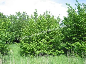 Лещина обыкновенная (Corylus avellana)