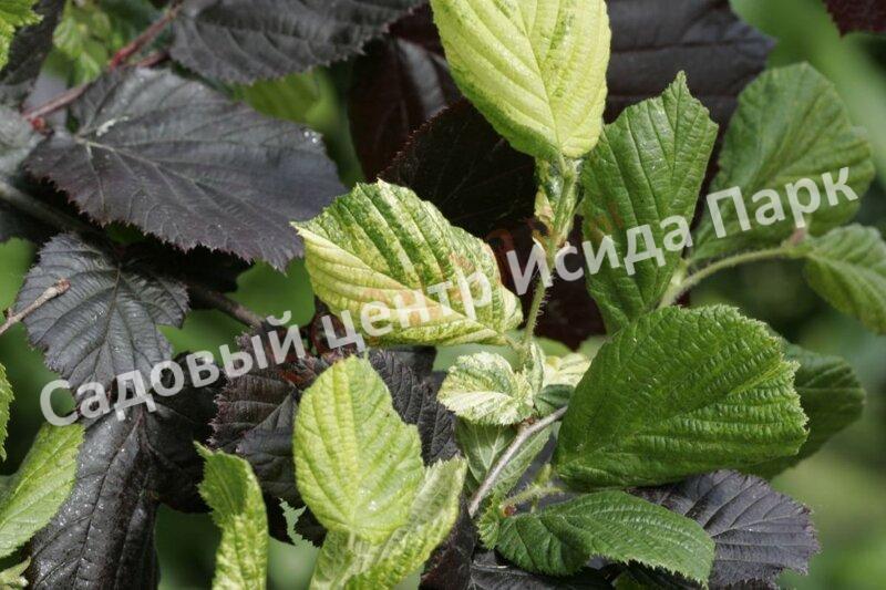 Лещина обыкновенная Агнешка (Agnieszka) Лещина обыкновенная Агнешка (Agnieszka)