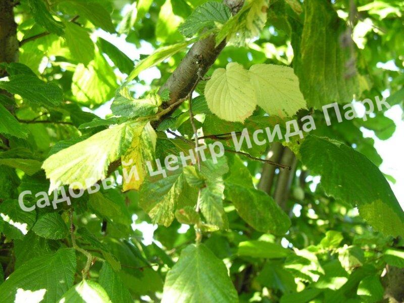 Лещина обыкновенная Агнешка (Agnieszka) Лещина обыкновенная Агнешка (Agnieszka)