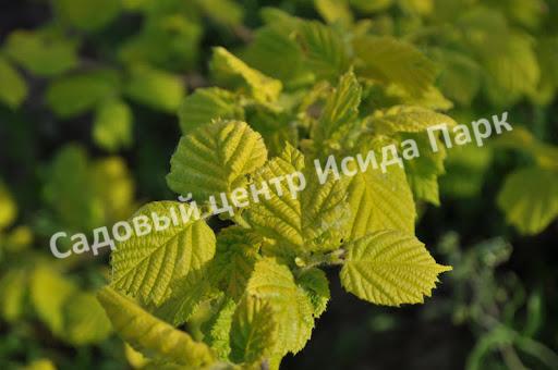 Лещина обыкновенная Аурея (Aurea) Лещина обыкновенная Аурея (Aurea)