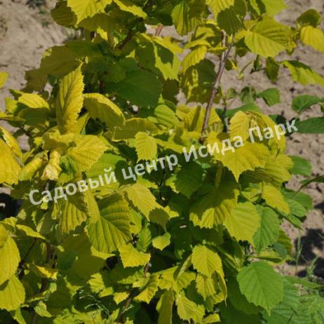 Лещина обыкновенная Аурея (Aurea) Лещина обыкновенная Аурея (Aurea)