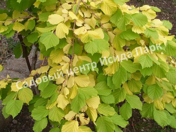 Лещина обыкновенная Аурея (Aurea) Лещина обыкновенная Аурея (Aurea)