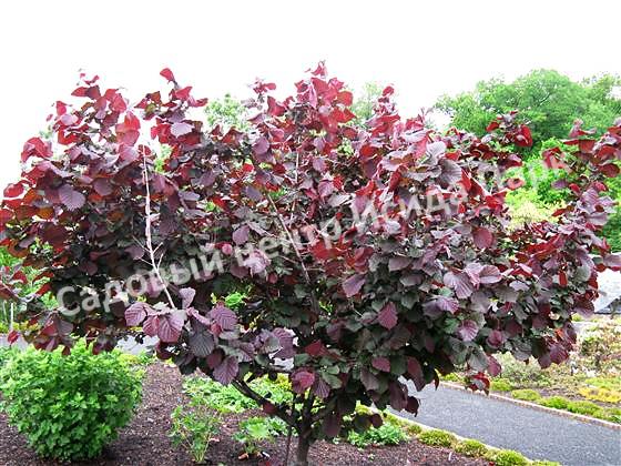 Лещина обыкновенная Энни Компакт Ред (Anny’s Compact Red) Лещина обыкновенная Энни Компакт Ред (Anny’s Compact Red)