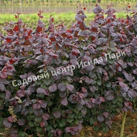 Лещина обыкновенная Энни Ред Дварф (Anny’s Red Dwarf) Лещина обыкновенная Энни Ред Дварф (Anny’s Red Dwarf)