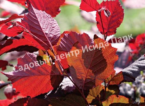 Лещина обыкновенная Энни Ред Дварф (Anny’s Red Dwarf) Лещина обыкновенная Энни Ред Дварф (Anny’s Red Dwarf)