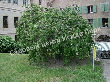 Лещина обыкновенная Конторта (Contorta) Лещина обыкновенная Конторта (Contorta)