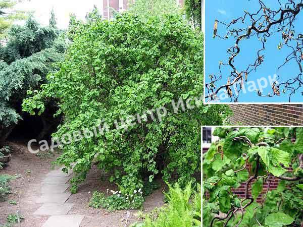 Лещина обыкновенная Конторта (Contorta) Лещина обыкновенная Конторта (Contorta)