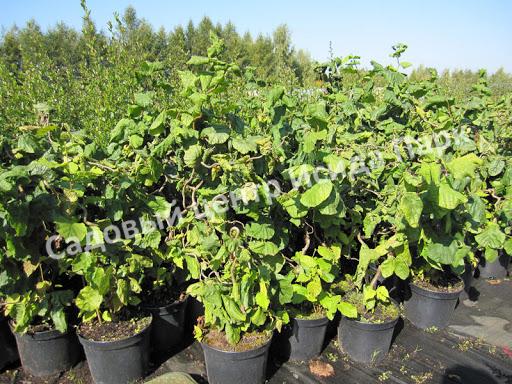 Лещина обыкновенная Конторта (Contorta) Лещина обыкновенная Конторта (Contorta)