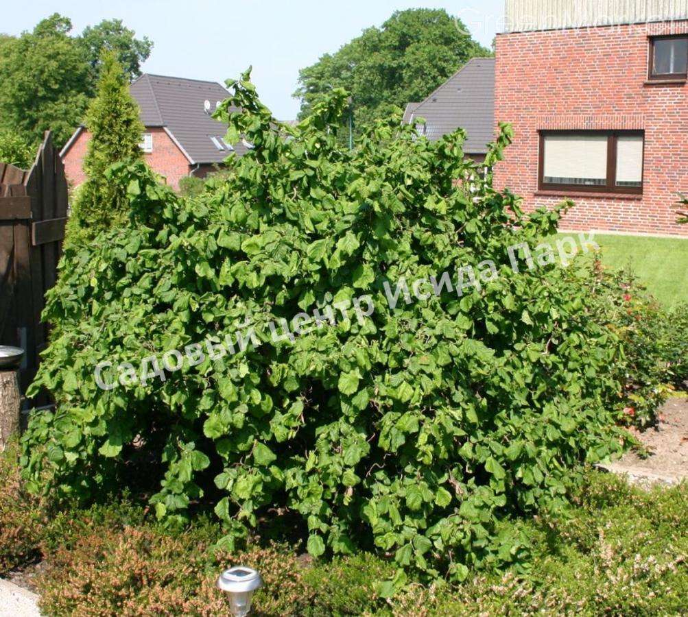 Лещина обыкновенная Конторта (Contorta) Лещина обыкновенная Конторта (Contorta)