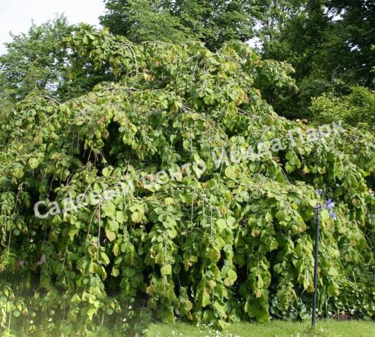 Лещина обыкновенная Пендула на штамбе (Pendula) Лещина обыкновенная Пендула на штамбе (Pendula)