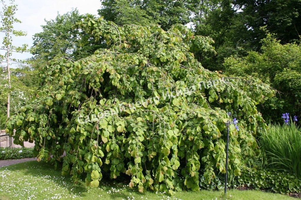 Лещина обыкновенная Пендула на штамбе (Pendula) Лещина обыкновенная Пендула на штамбе (Pendula)