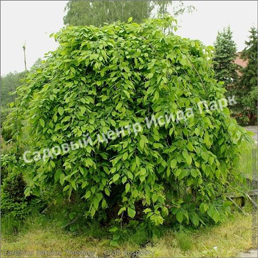 Лещина обыкновенная Пендула на штамбе (Pendula) Лещина обыкновенная Пендула на штамбе (Pendula)