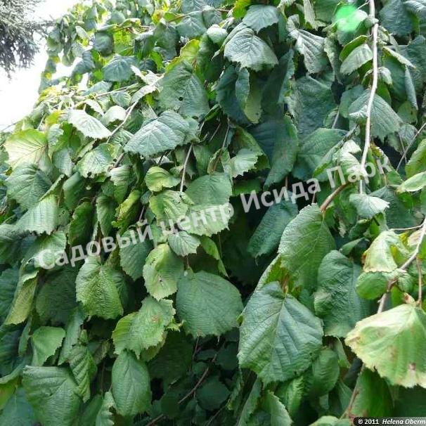 Лещина обыкновенная Пендула на штамбе (Pendula) Лещина обыкновенная Пендула на штамбе (Pendula)