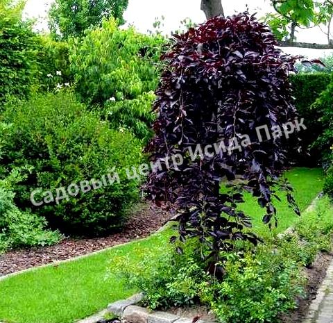 Лещина обыкновенная Перпл Амбрелла (Purple Umbrella) Лещина обыкновенная Перпл Амбрелла (Purple Umbrella)