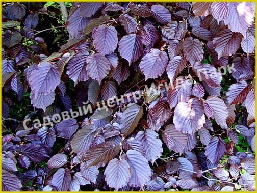 Лещина обыкновенная Перпл Амбрелла (Purple Umbrella) Лещина обыкновенная Перпл Амбрелла (Purple Umbrella)