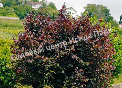 Лещина обыкновенная Пурпуреа (Purpurea) Лещина обыкновенная Пурпуреа (Purpurea)