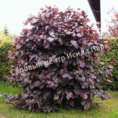 Лещина обыкновенная Пурпуреа (Purpurea) Лещина обыкновенная Пурпуреа (Purpurea)