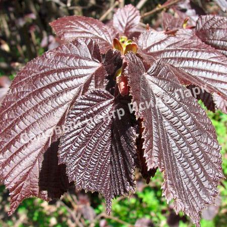 Лещина обыкновенная Пурпуреа (Purpurea) Лещина обыкновенная Пурпуреа (Purpurea)