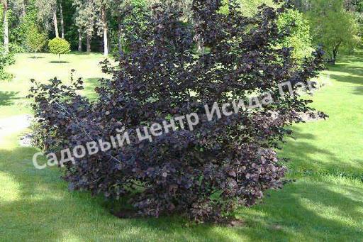 Лещина обыкновенная Пурпуреа (Purpurea) Лещина обыкновенная Пурпуреа (Purpurea)