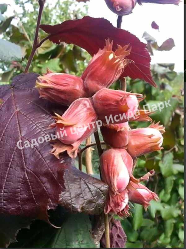 Фундук Лещина обыкновенная Сирена (Syrena) Фундук Лещина обыкновенная Сирена (Syrena)