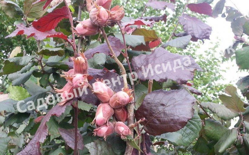 Фундук Лещина обыкновенная Сирена (Syrena) Фундук Лещина обыкновенная Сирена (Syrena)