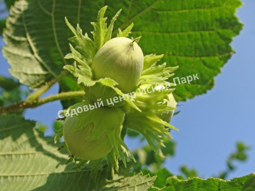 Лещина обыкновенная Твистер (Twister) Лещина обыкновенная Твистер (Twister)