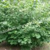 Лещина обыкновенная (Corylus avellana) 2 Лещина обыкновенная (Corylus avellana) 2