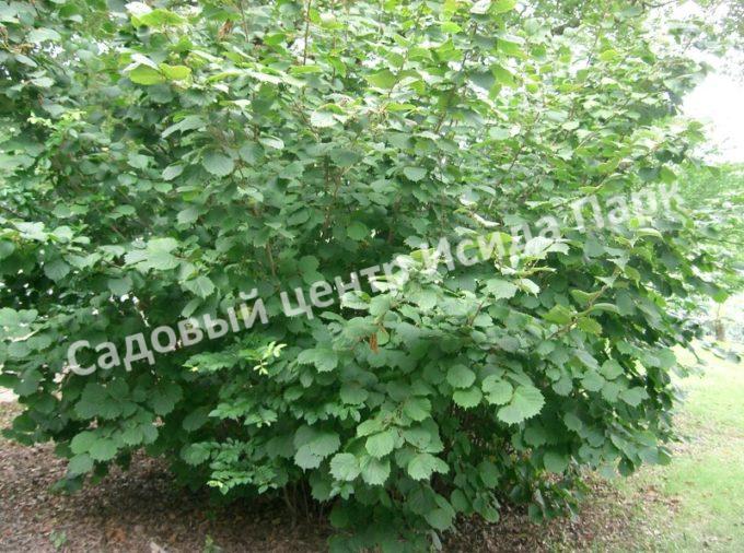 Лещина обыкновенная (Corylus avellana) Лещина обыкновенная (Corylus avellana)