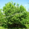 Лещина обыкновенная (Corylus avellana) 4 Лещина обыкновенная (Corylus avellana) 4