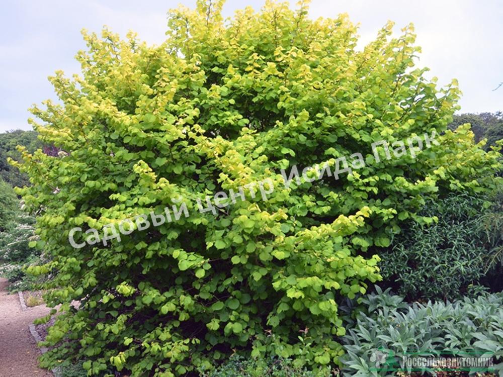 Лещина обыкновенная (Corylus avellana) Лещина обыкновенная (Corylus avellana)